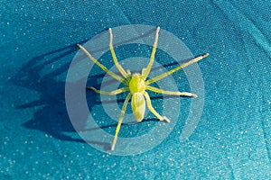 green huntsman spider Micrommata virescens female