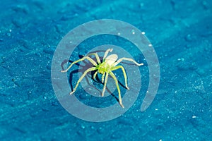 Green huntsman spider Micrommata virescens female