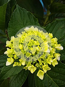 This is an  Green Hydrangea Flower.  I clicked this picture in Assam, India.