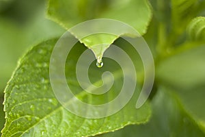 Green hydrangea leaf detail, with water drop suspended about to fall