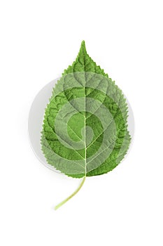 Green hydrangea leaf isolated on white background. flat lay, top view