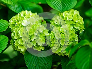 Green hydrangeas bloom in spring