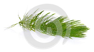 Green hydrilla isolated on white background hydrilla photo