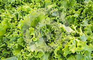 Green Hydroponic Lettuce