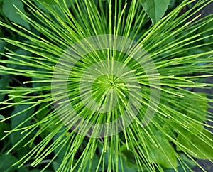 Green hypnotise photo