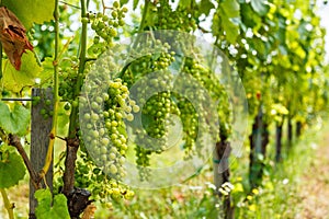 Green HÃ¡rslevelÅ± (linden leaf) grape clusters in vineyard