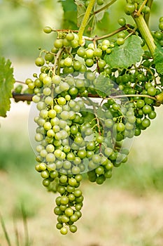 Green HÃ¡rslevelÅ± (linden leaf) grape clusters in vineyard