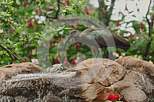 Green Ibis bird drinking from a backyard water fountain in a tropical climate