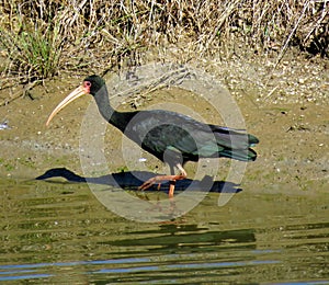 Green Ibis. & x28;Mesembrinibis cayennensis& x29;