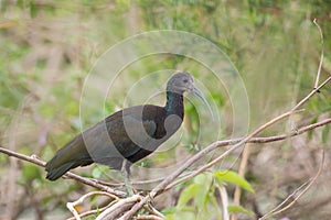 Green Ibis perched in vegetation