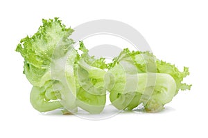 Green Iceberg lettuce with drops of water on white background