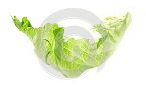 Green iceberg lettuce leaf