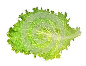 Green Iceberg lettuce leaf