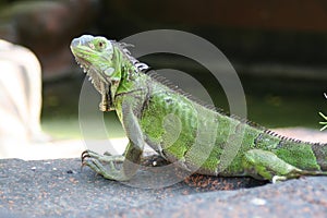Green iguana