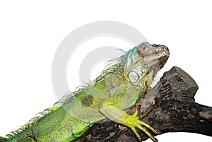 Green iguana