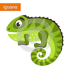 Green iguana.