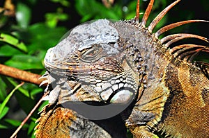 Green Iguana