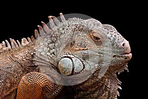 Green Iguana