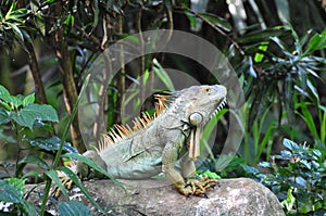 Green Iguana