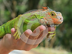 Green iguana