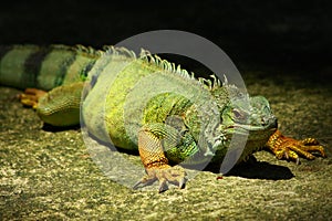 A Green Iguana