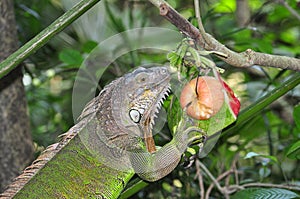 Green iguana