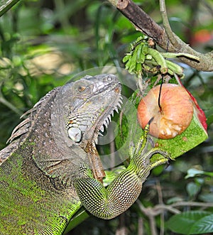 Green iguana