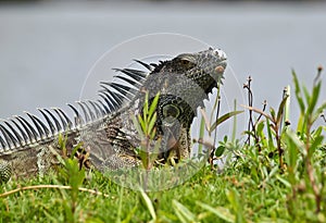 Green Iguana