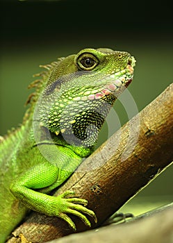 Green iguana