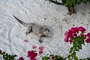 Green iguana