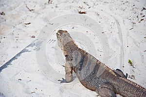 Green iguana