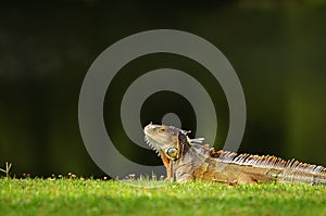 Green Iguana