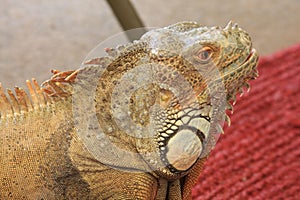 Green Iguana