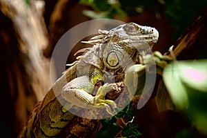Green Iguana