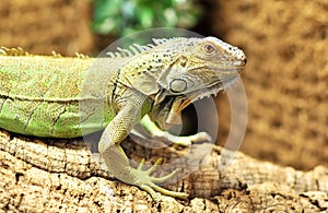 Green Iguana