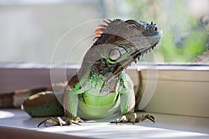 Green Iguana