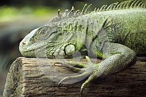 Green Iguana