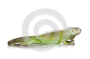 Green iguana photo