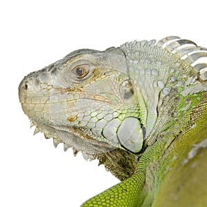 Green iguana