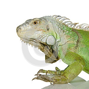 Green iguana