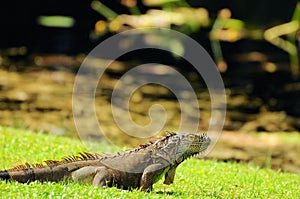 Green iguana