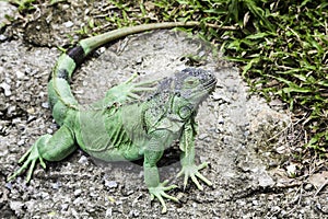 Green iguana