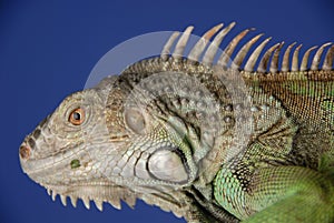 Green Iguana #3