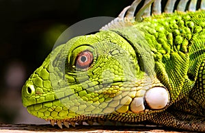 Green Iguana