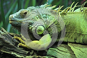 Green Iguana