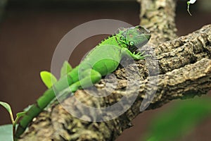 Green iguana