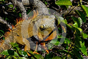 Green iguana