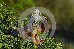 Green iguana