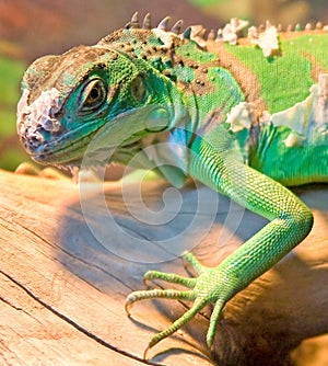 Green Iguana 6