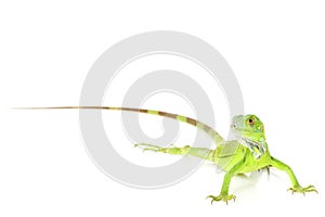 Green Iguana